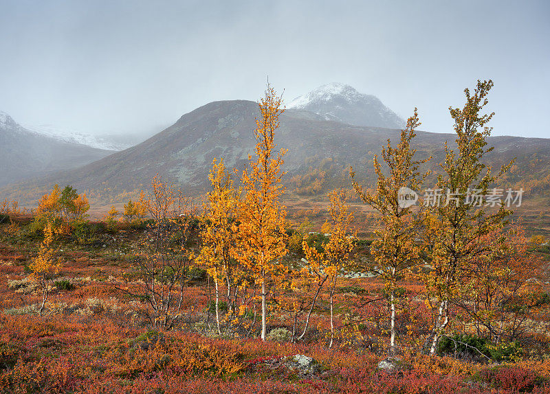 挪威，Hemsedal Buskerud，秋天的山地景观与柔和的桦树